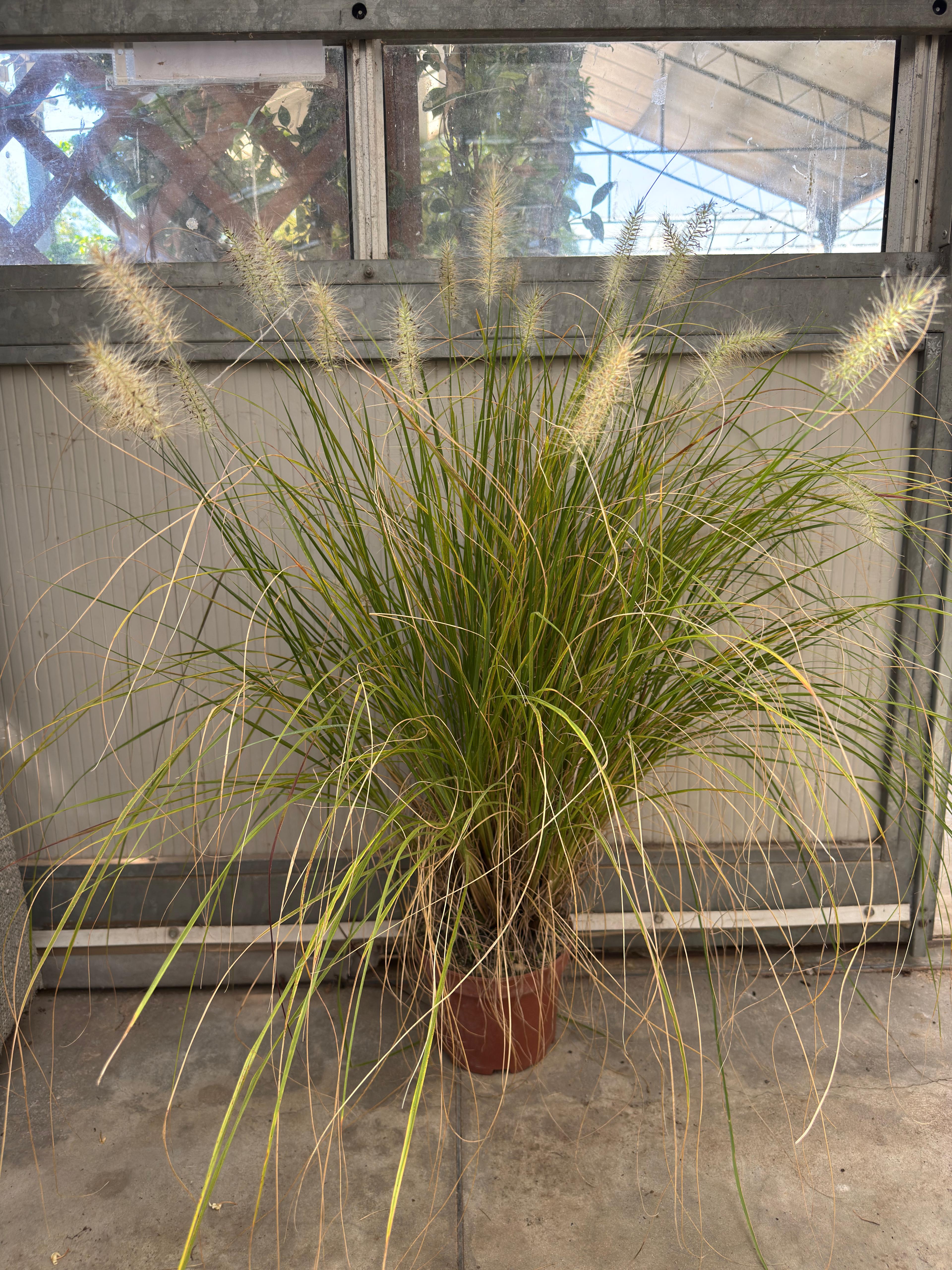 pennisetum alopecuroides